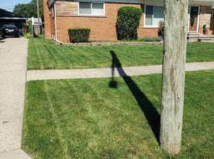 Tina F.'s turf care service result