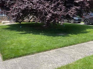 Angelo G.'s grass cutting service result