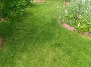 Mallory B.'s lawn service service result