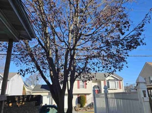 Tennille H.'s Leaf Removal service result