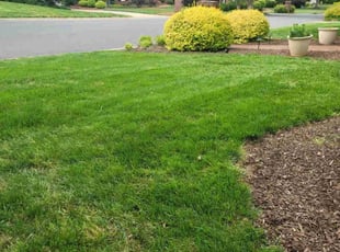 Felecia P.'s lawn service service result