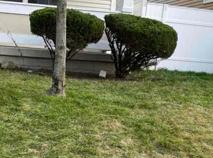 Devin S.'s Bush Trimming service result
