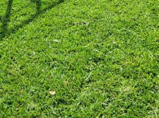 Michael K.'s lawn service service result