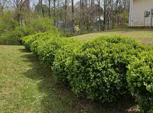 Vinay V.'s lawn care services service result