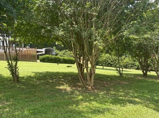 Kecia N.'s lawn care service result