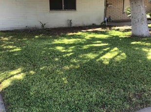 Kevin F.'s grass cutting service result