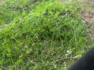 Brando B.'s grass maintenance service result