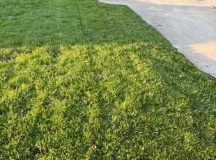 Juanita M.'s turf care service result