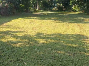 Matthew L.'s grass maintenance service result