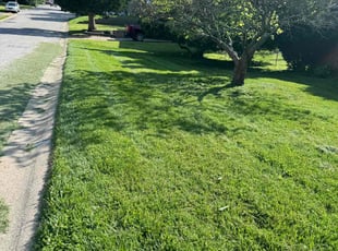 Shea P.'s lawn service service result
