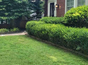 Sarah C.'s lawn maintenance service result