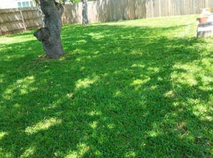 Sabrina W.'s grass cutting service result