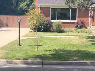 Rose A.'s lawn care services service result