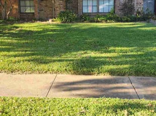 Sandy W.'s turf care service result