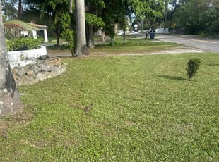 Corey P.'s turf care service result