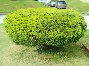 Michael D.'s Bush Trimming service result