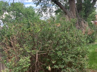 Z A.'s Bush Trimming service result