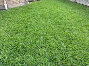 Angela S.'s grass maintenance service result