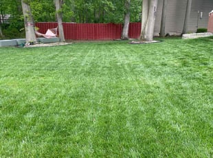 Frank D.'s lawn maintenance service result