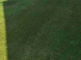 Letitia D.'s lawn maintenance service result