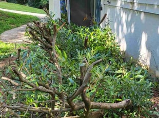 Edward M.'s Bush Trimming service result