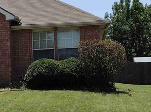 Sarah M.'s Bush Trimming service result