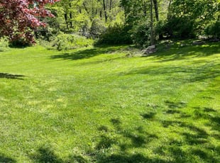 Hannah L.'s grass maintenance service result