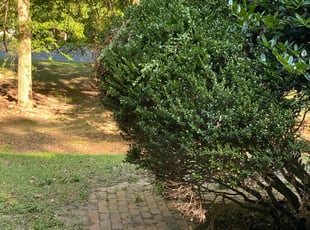 Jennifer A.'s Bush Trimming service result