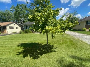 Colleen B.'s lawn care service result