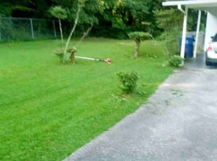 Ramona K.'s Bush Trimming service result
