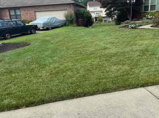 Tanya H.'s grass maintenance service result