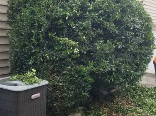 William C.'s Bush Trimming service result