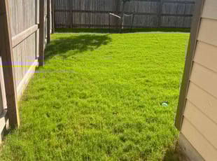 Tynesha C.'s grass cutting service result