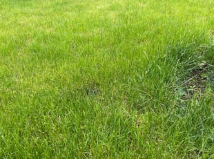 Joyce A.'s turf maintenance service result