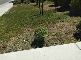 Devlin J.'s Bush Trimming service result