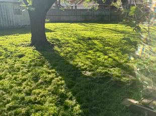 Teresa H.'s landscaping service result