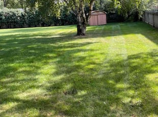Elene Y.'s lawn care service result