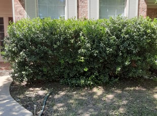 Sarah L.'s Bush Trimming service result