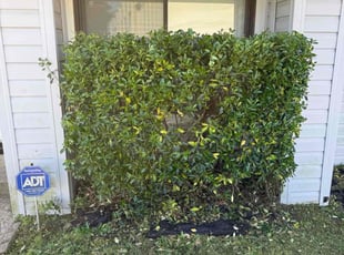 Cancelled M.'s Bush Trimming service result
