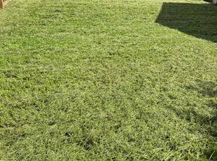 Patricia B.'s lawn service service result