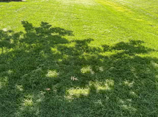 Melissa Z.'s lawn care services service result