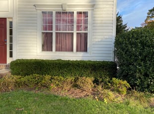Brian D.'s Bush Trimming service result