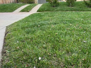 Heidi S.'s lawn care service result