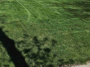 Jim F.'s turf maintenance service result