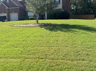 Tiara R.'s lawn maintenance service result