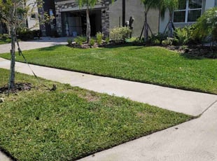 Darnell D.'s grass cutting service result