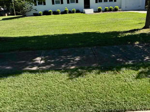 Bernice W.'s turf care service result