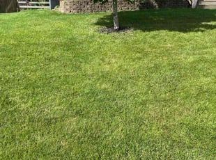 Eva A.'s turf maintenance service result