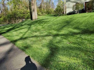 Cassandra K.'s turf care service result