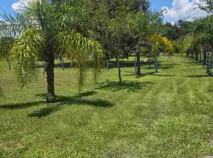 Margie S.'s lawn care service result